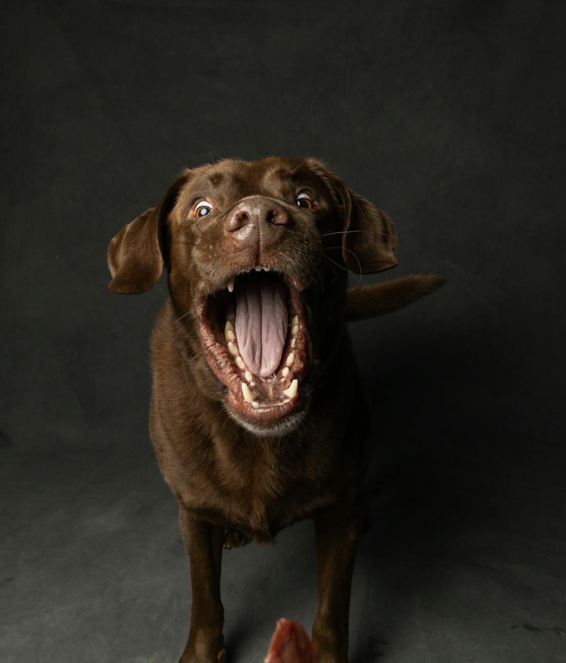 close up shot of a labrador retriever